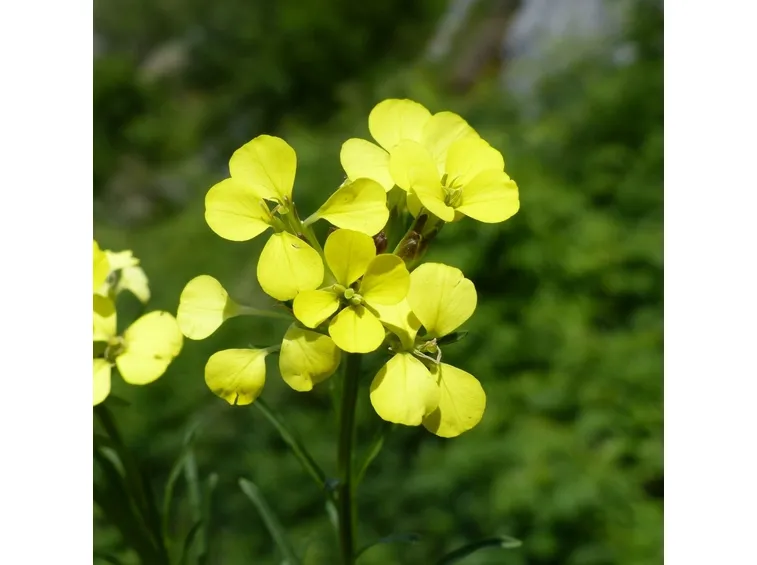 Fiori di erisimo