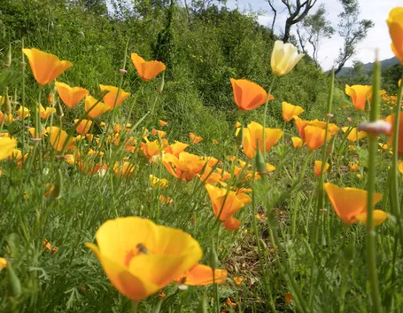 Fiori di escolzia
