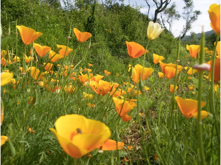Fiori di escolzia