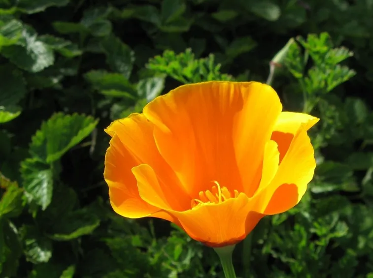 Fiore di escolzia