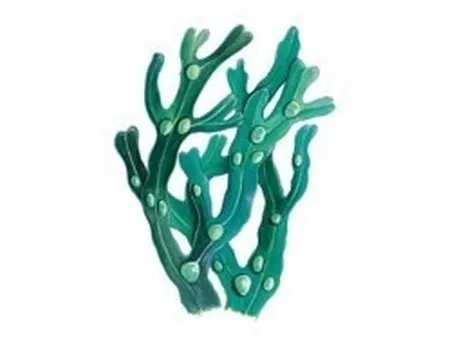 Pianta del fucus