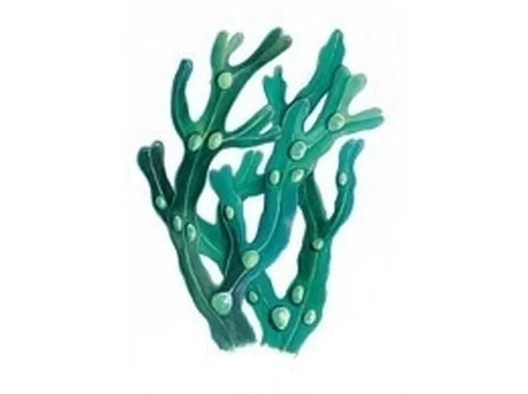 Pianta del fucus