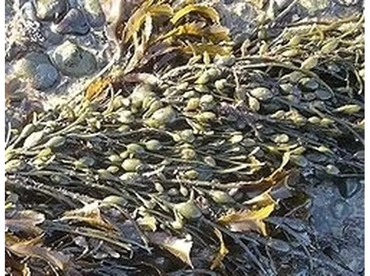 Pianta di Fucus