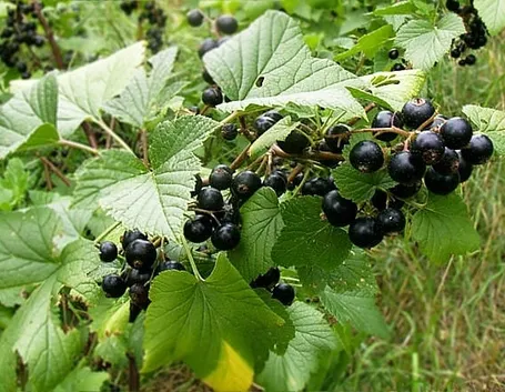 ribes nigrum pianta