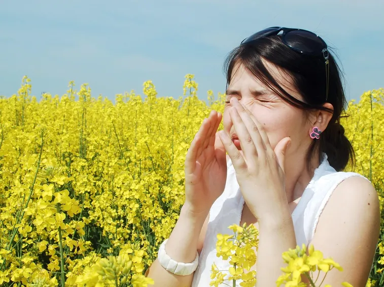 ribes nigrum contro le allergie
