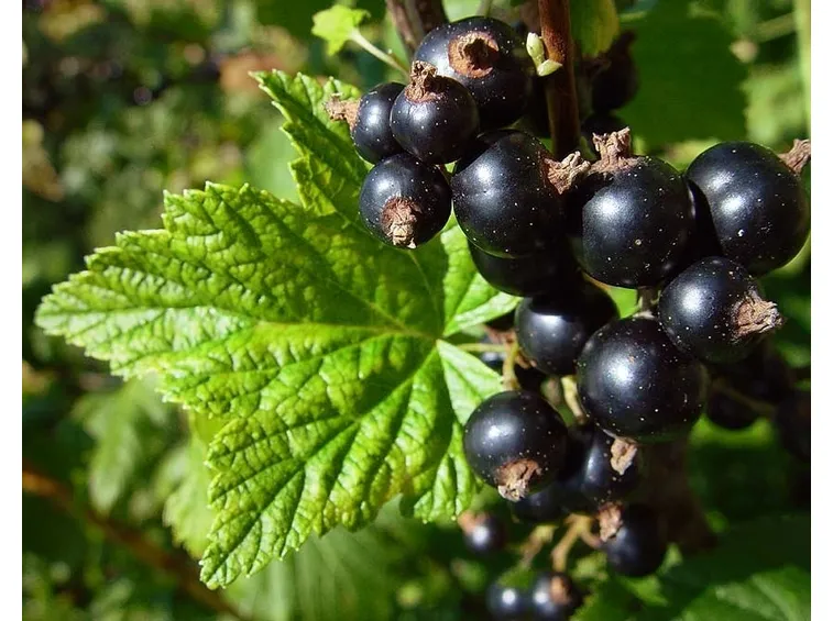 bacche di ribes nigrum