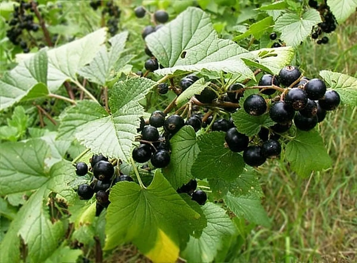 ribes nigrum pianta