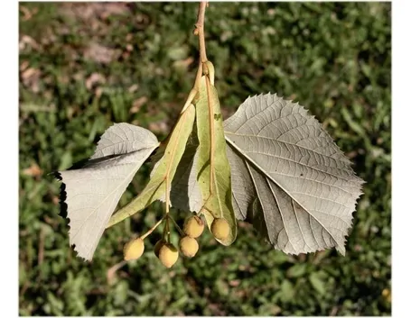 tilia tomentosa frutti