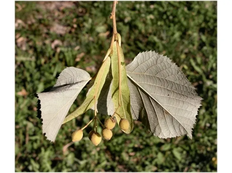 tilia tomentosa frutti