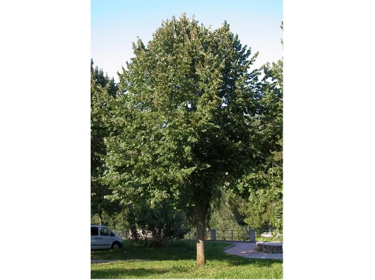 albero di tilia tomentosa