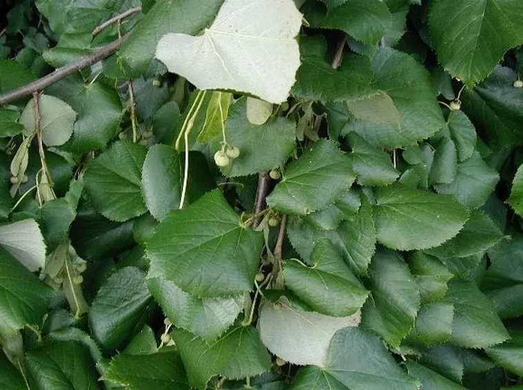foglie di tilia tomentosa