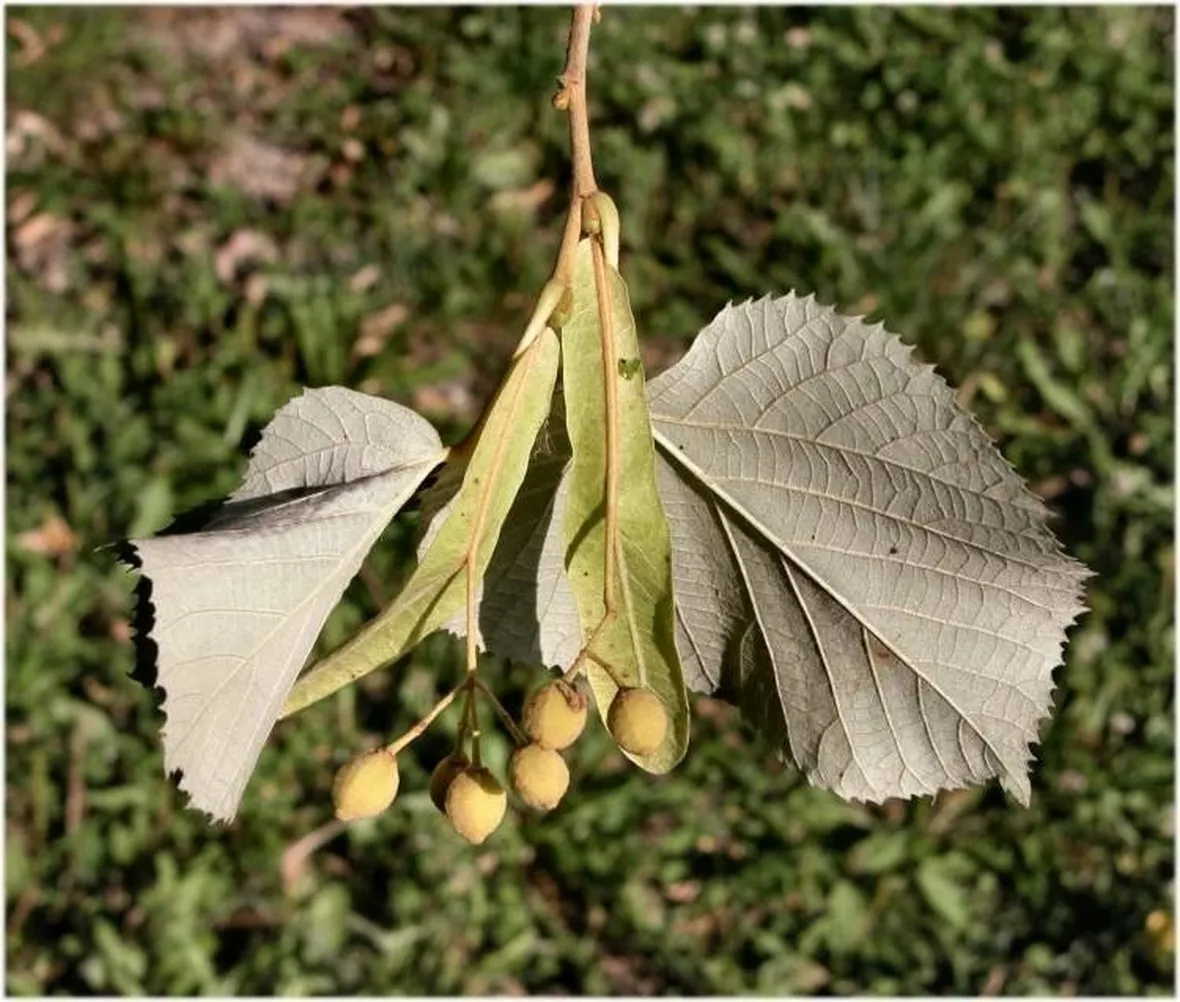 tilia tomentosa frutti