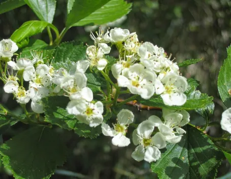 biancospino