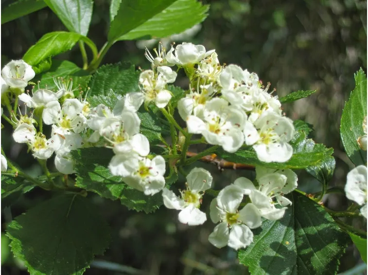 biancospino