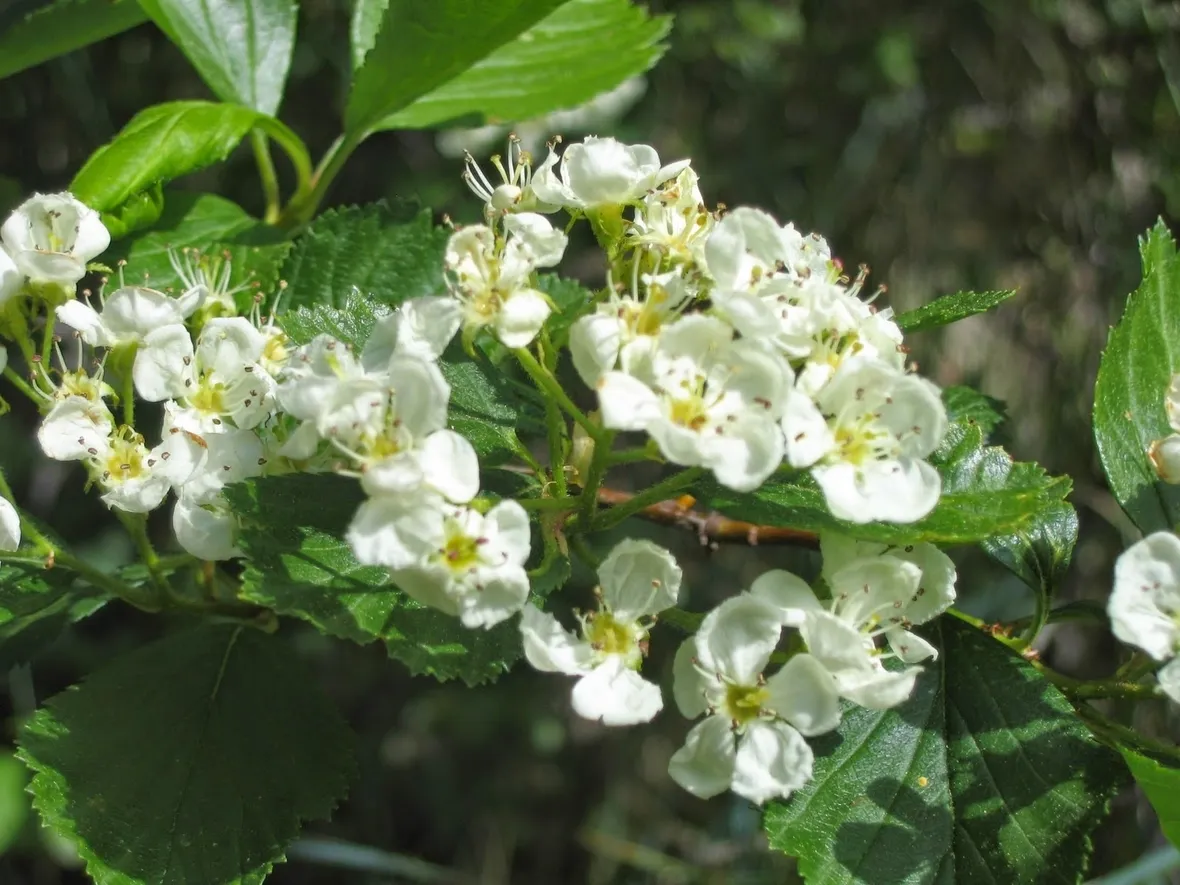 biancospino