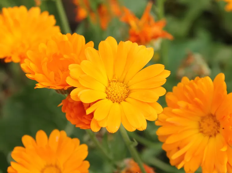 tintura madre calendula