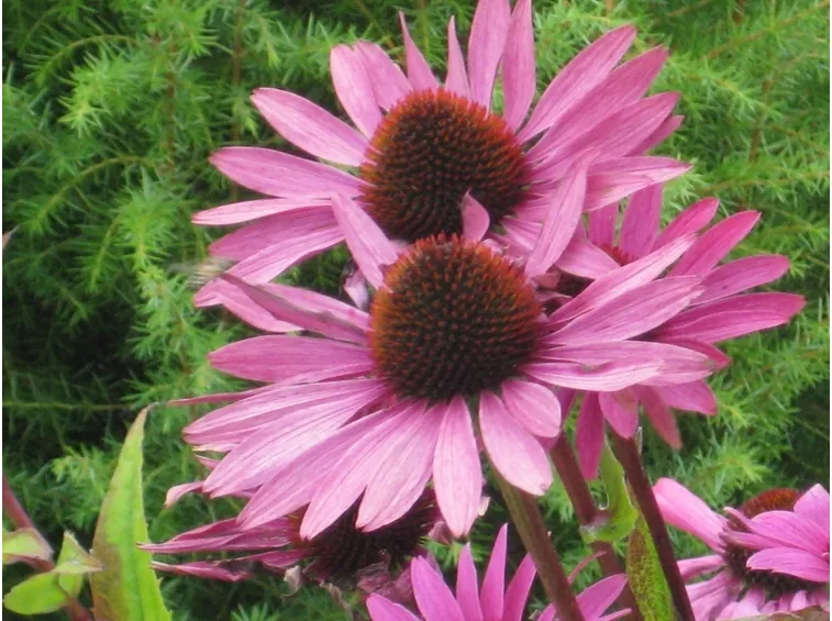 echinacea