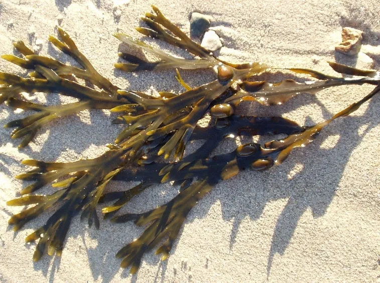 fucus