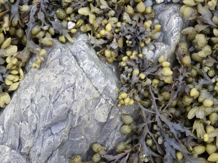 fucus