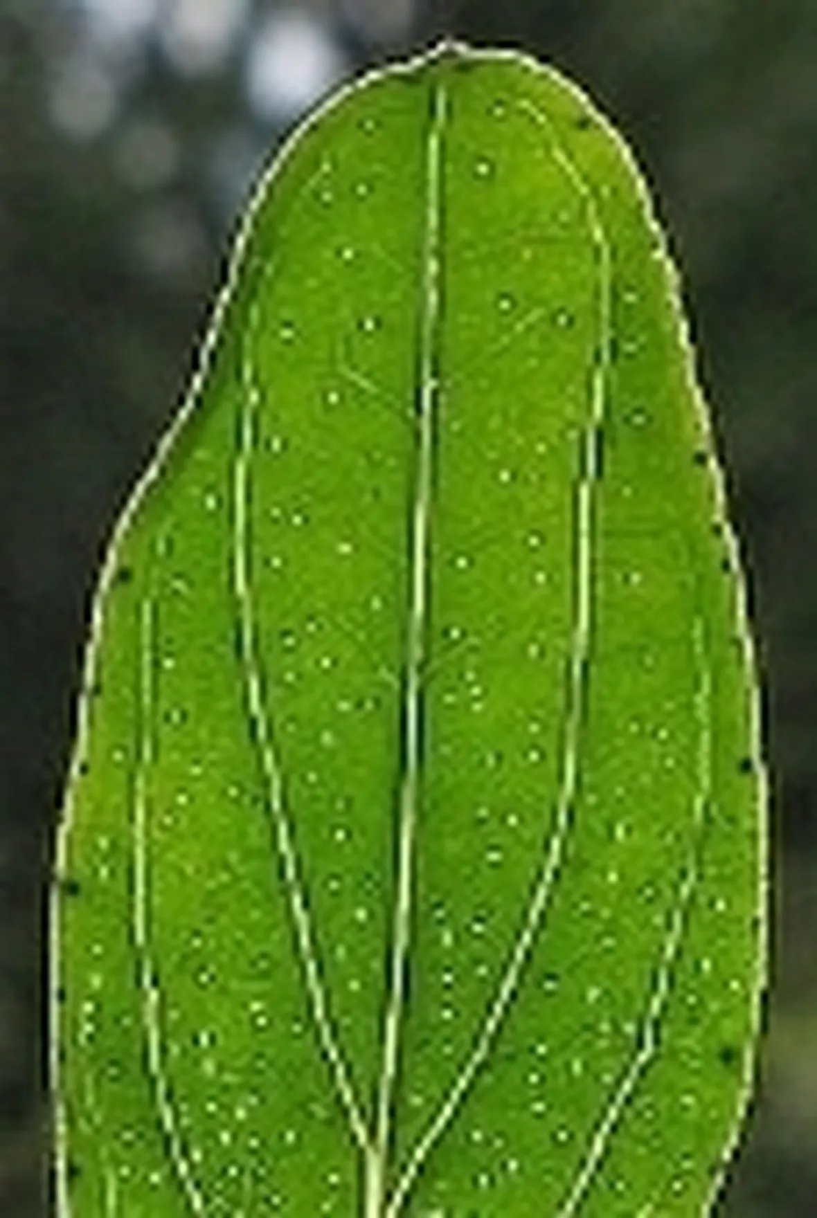 tintura madre iperico