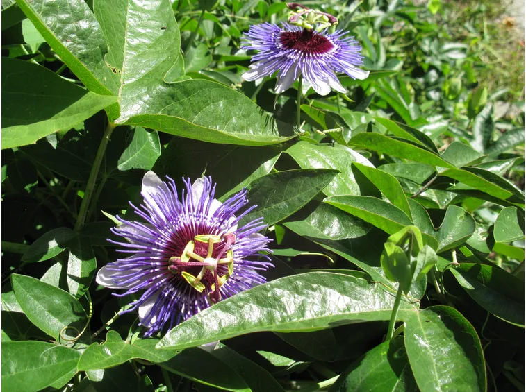 tintura madre passiflora