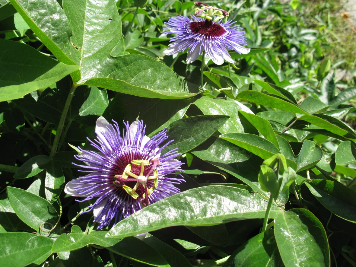 tintura madre passiflora