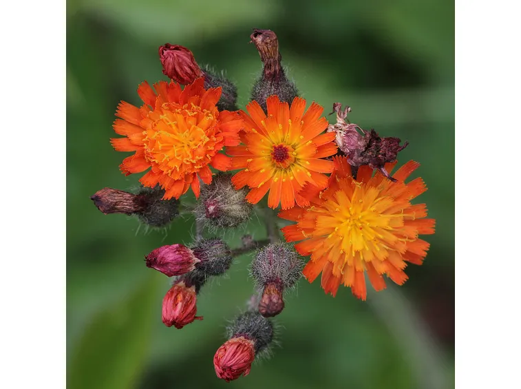 pilosella