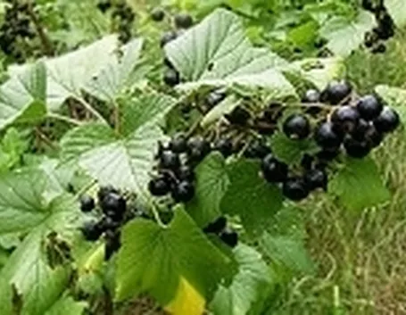 tintura madre ribes nigrum