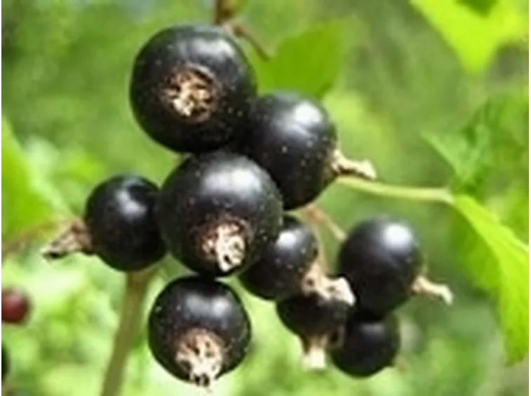 tintura madre ribes nigrum2