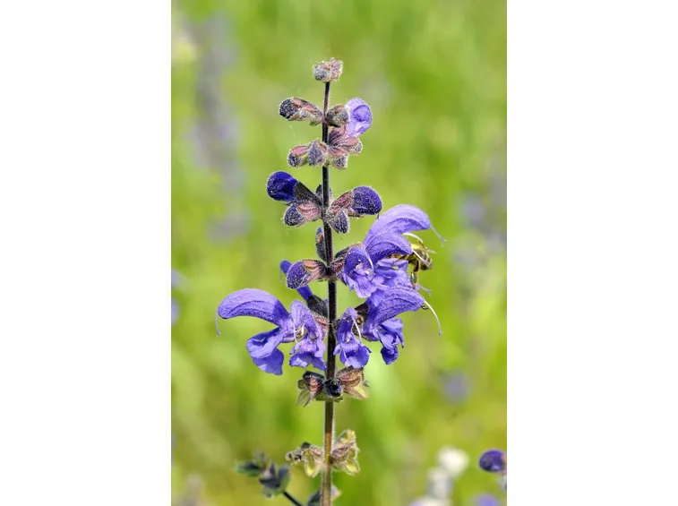 Fiore di Salvia