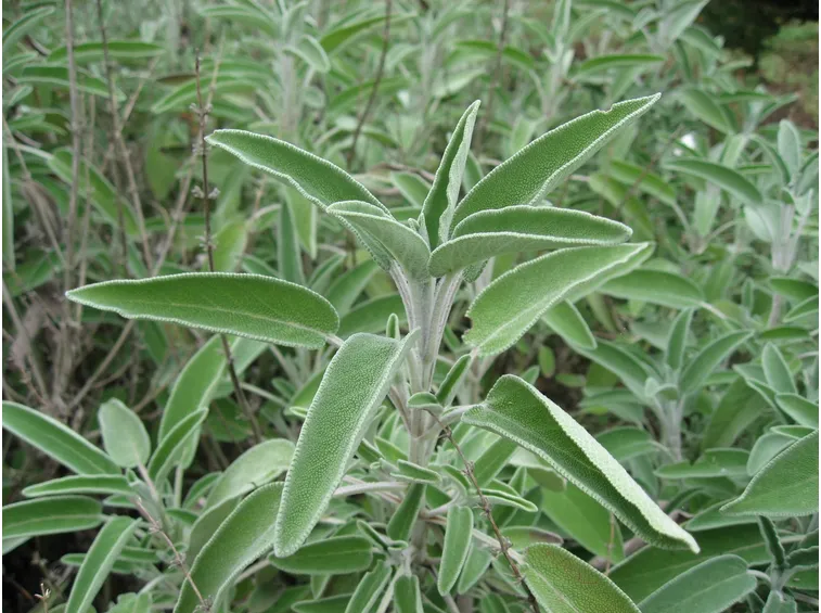Pianta di Salvia