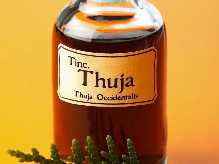 tintura madre thuja