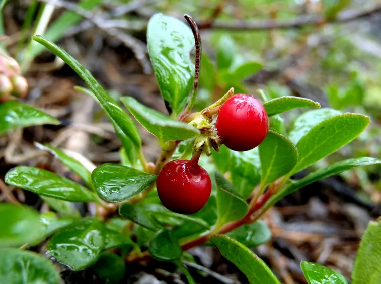 uva ursina