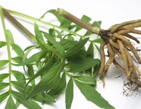  valeriana