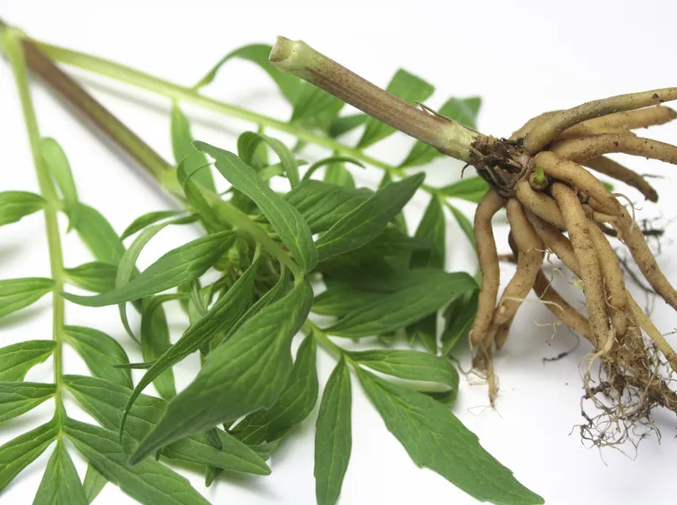  valeriana