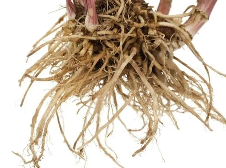 valeriana radici