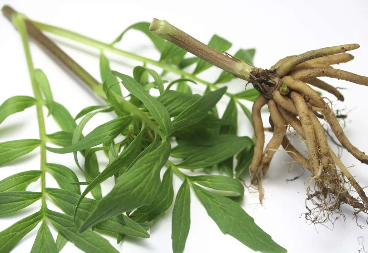  valeriana