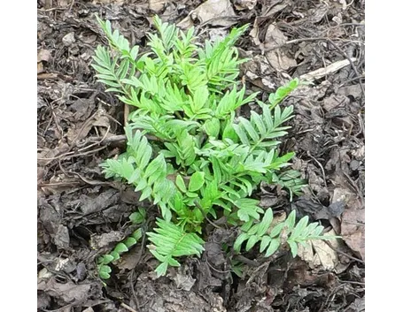 Una piccola pianta di valeriana