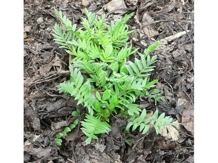 Una piccola pianta di valeriana