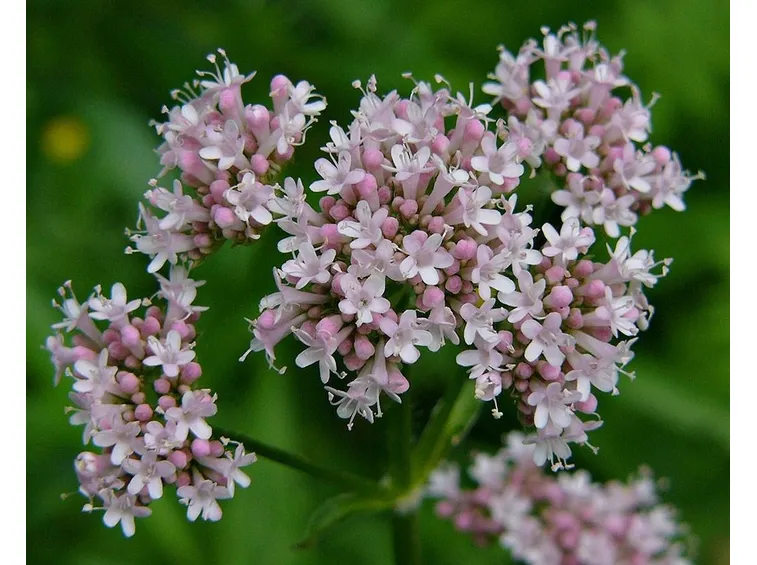 Occorre prestare attenzioni agli effetti collaterali della valeriana