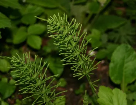 Equiseto (Equisetum arvense)
