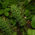 Equiseto (Equisetum arvense)