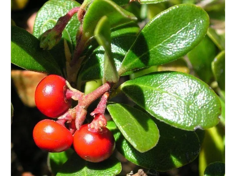Uva ursina (Arctostaphylos uva-ursi)