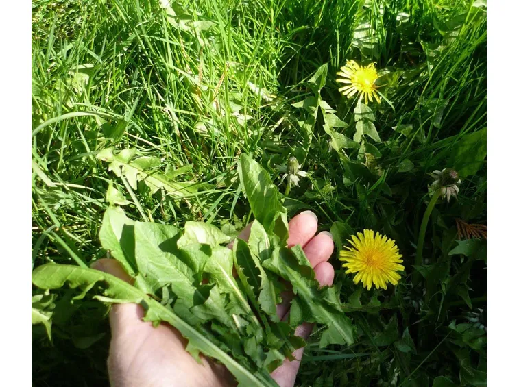 Foglie di tarassaco (Taraxacum officinale)