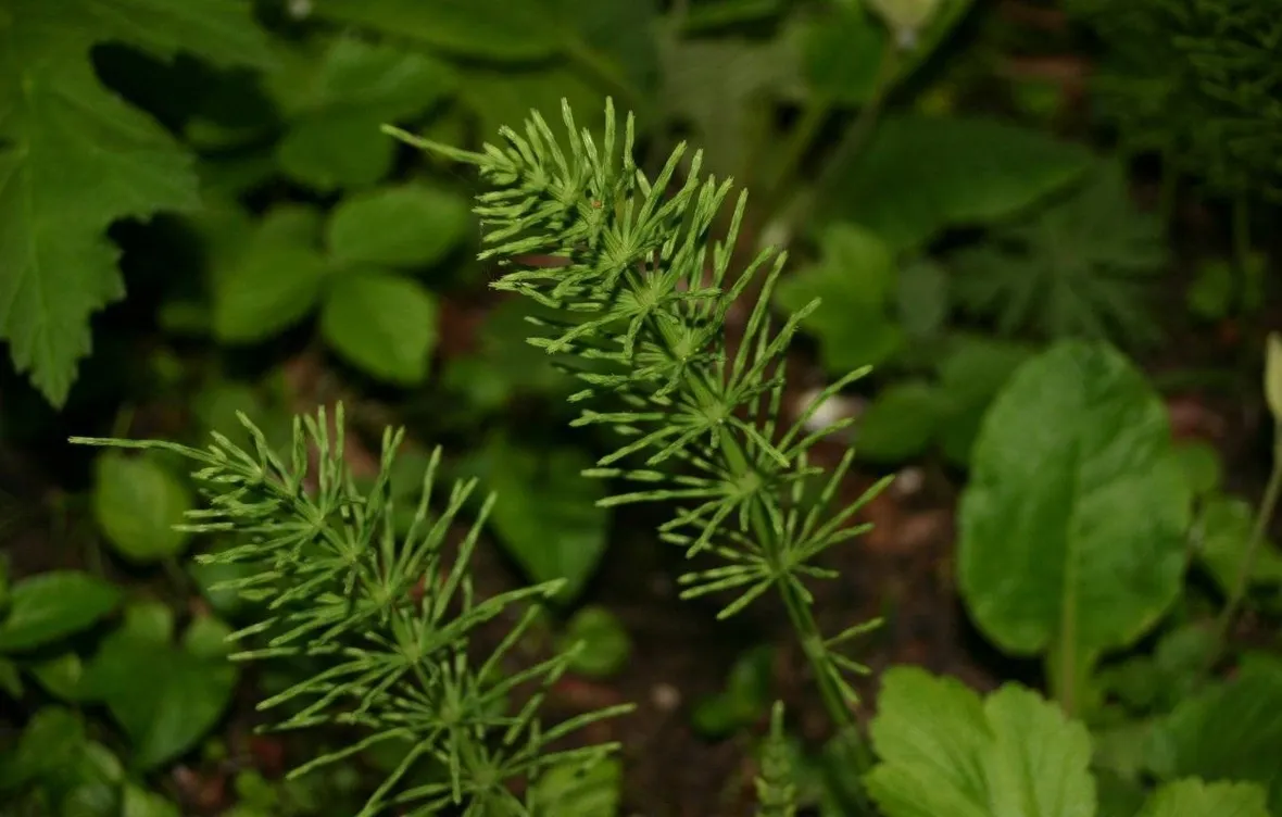 Equiseto (Equisetum arvense)