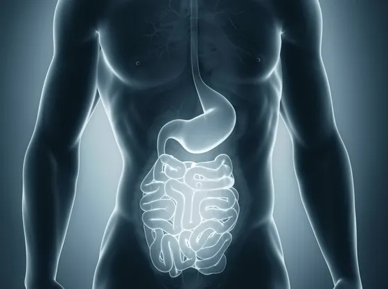 apparato gastro-intestinale