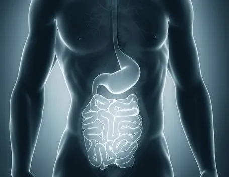 apparato gastro-intestinale