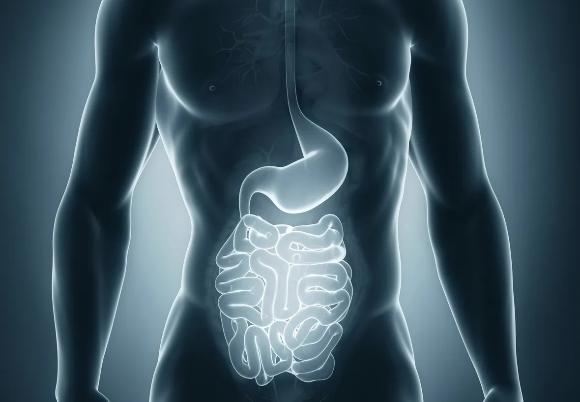 apparato gastro-intestinale