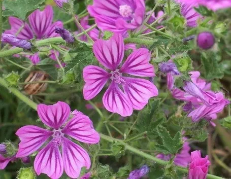 Pianta della malva