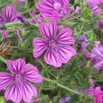 Pianta della malva